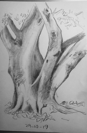 Morton Bay Fig Hyde Park